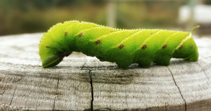 Green Caterpillar thought to be Poplar Hawkmoth