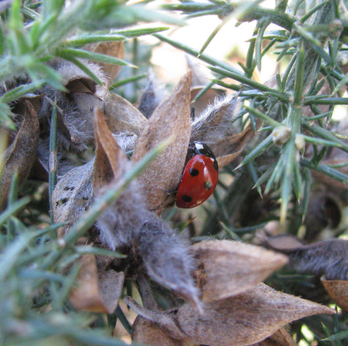 7Spot Ladybird in the Gorse