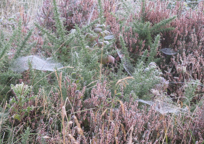 Spider's webs and frost on the heath