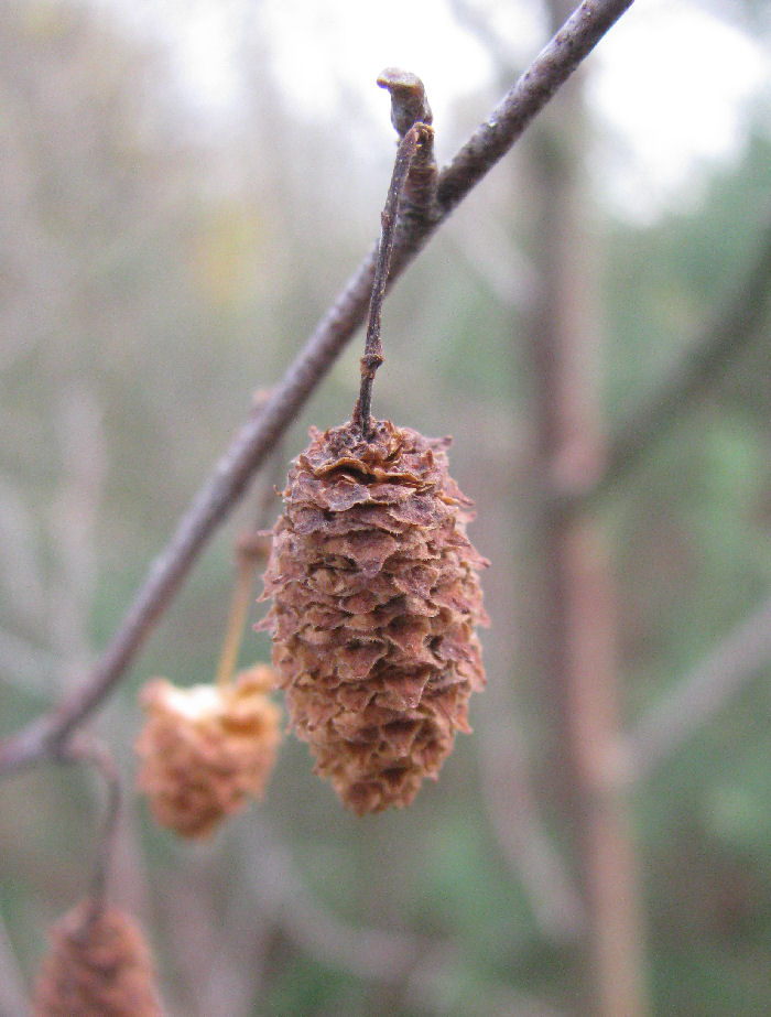 birch seeds