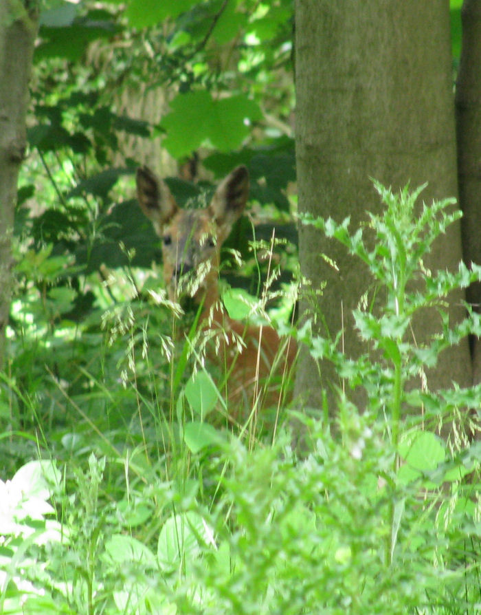 Roe Deer behind pesky vegetation!