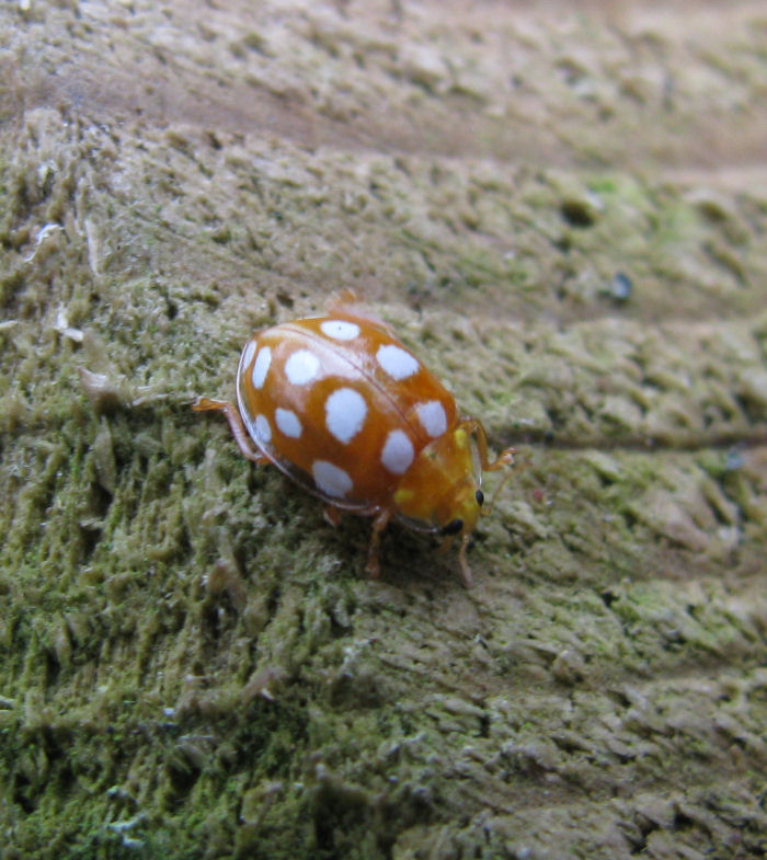 16 Spot Ladybird on marker post