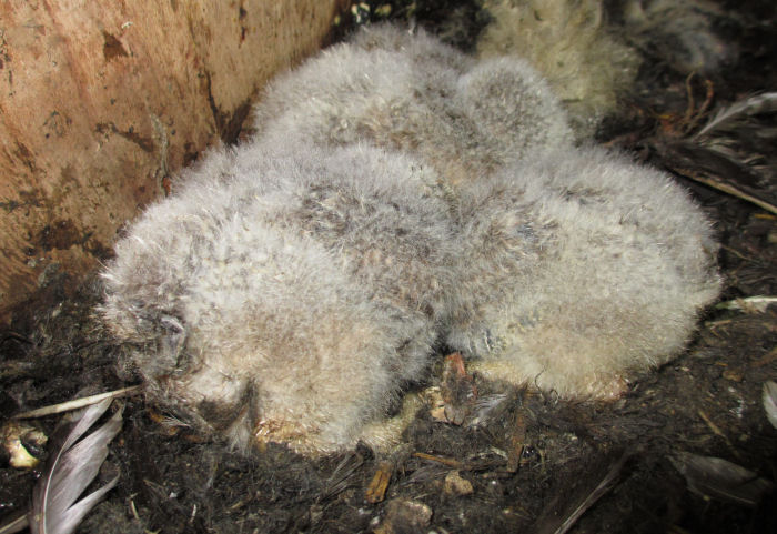 Little Owls in the nest box