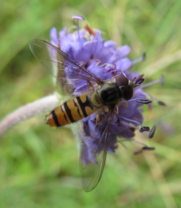 Hoverfly on Devil's Bit Scabious