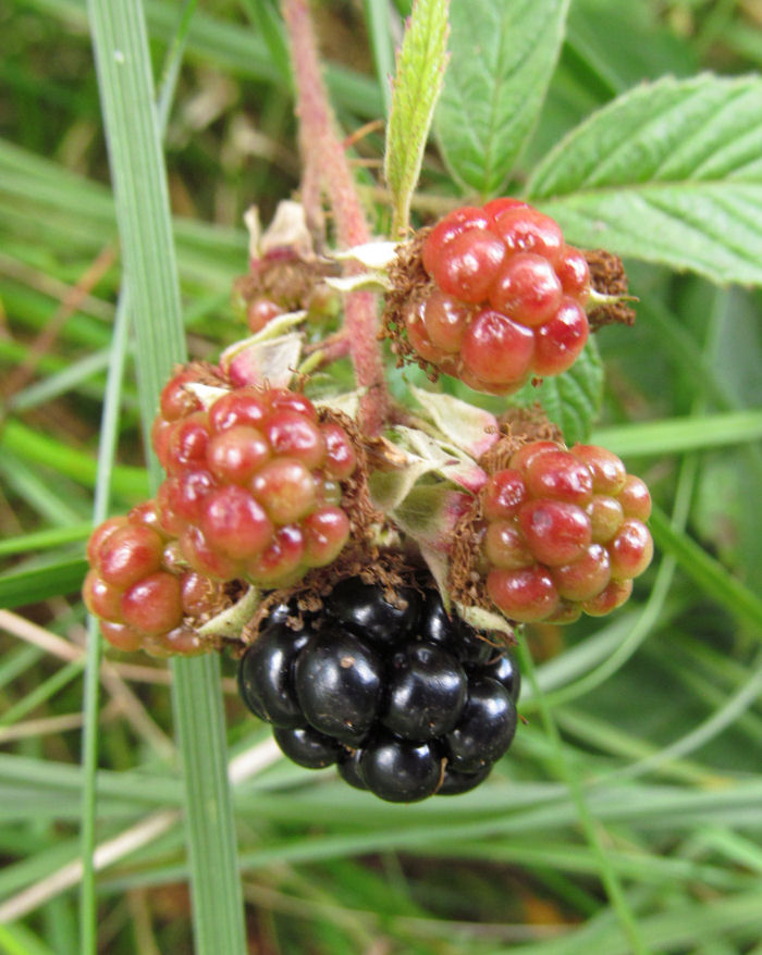 Riepning Blackberries
