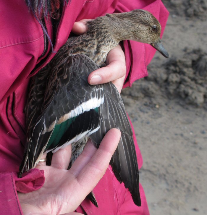 Combination iof feathers showing an adult Teal