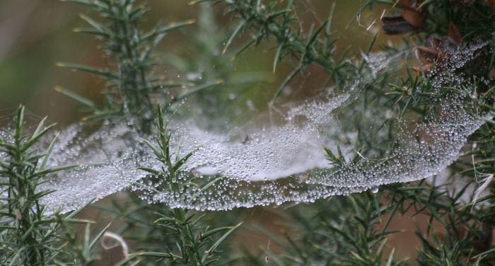 Spider's web in gorse