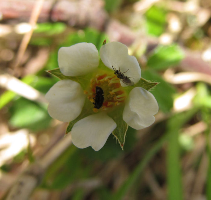 Insects in Barren Strawberry