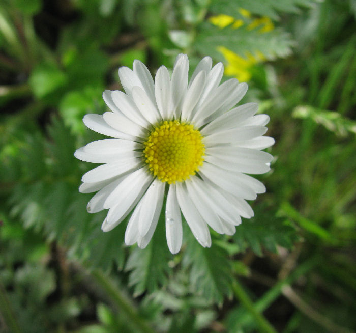 Common Daisy
