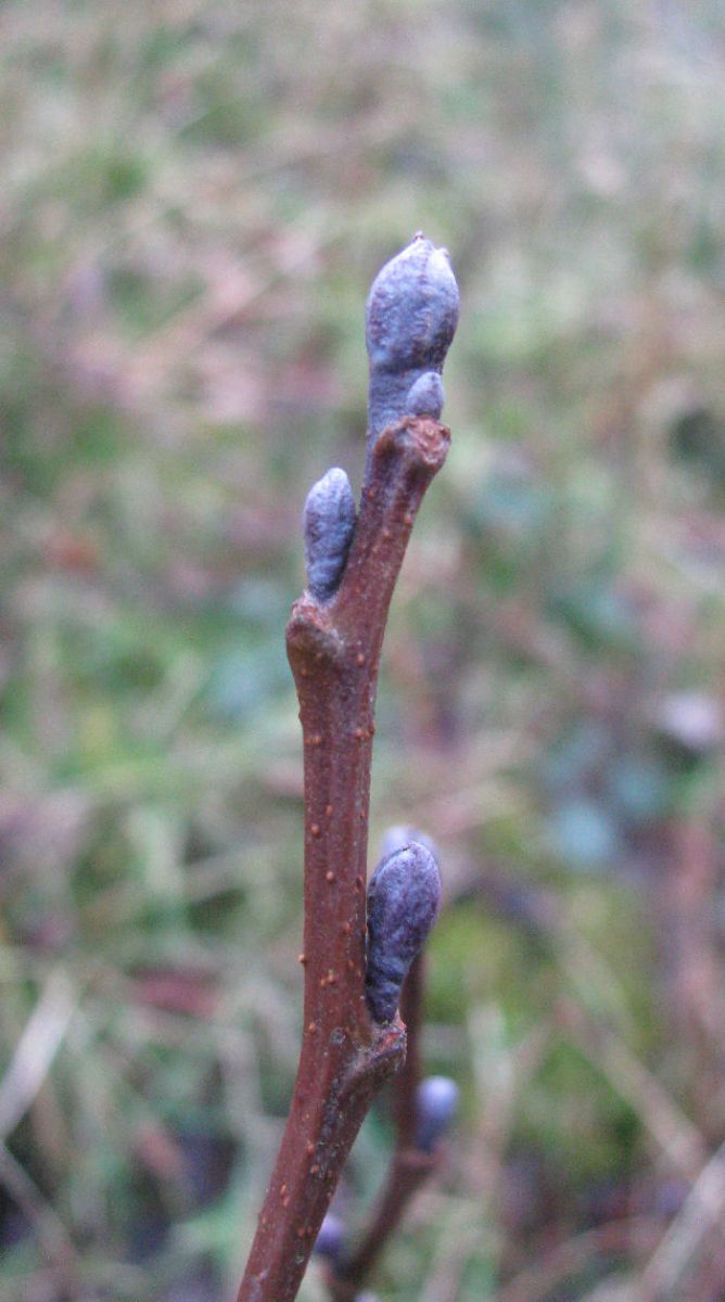 Purple Alder buds