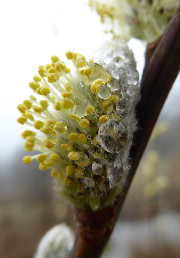 Male willow flower covered in water droplets.