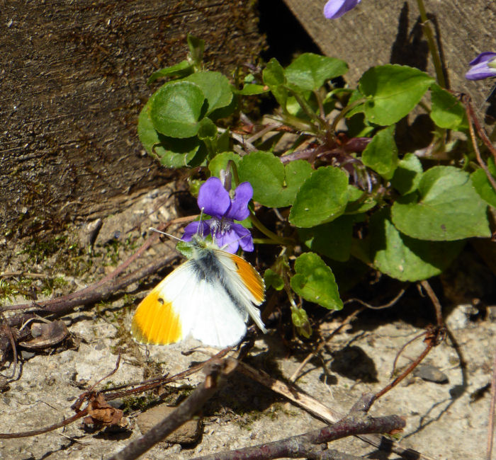 Male Orange Tip Butterfly