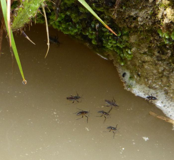 Water Crickets