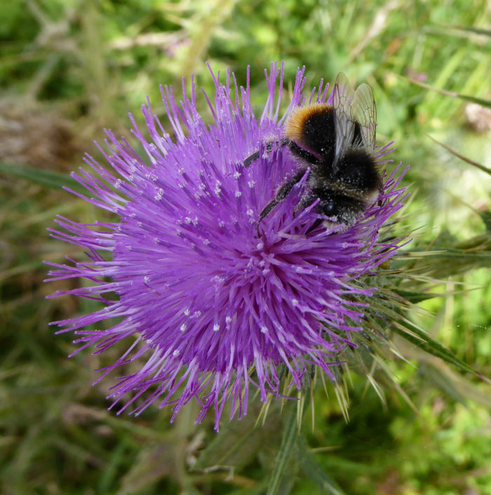 Bee on Spear Thistle
