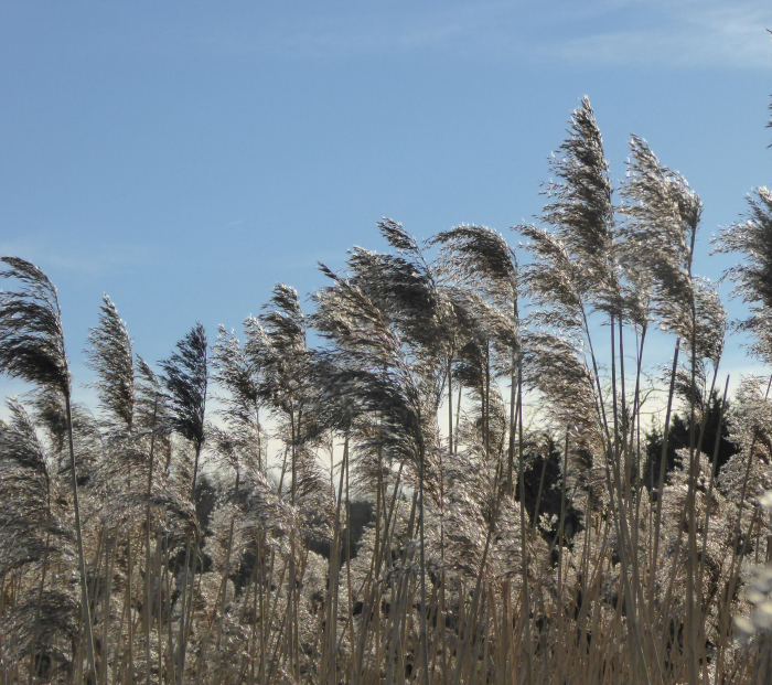 The reed bed