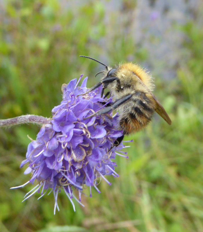 Devil's Bit Scabious and bee