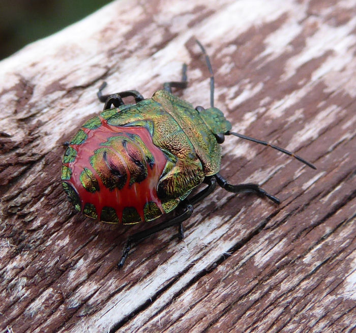 Fantastically coloured shield bug