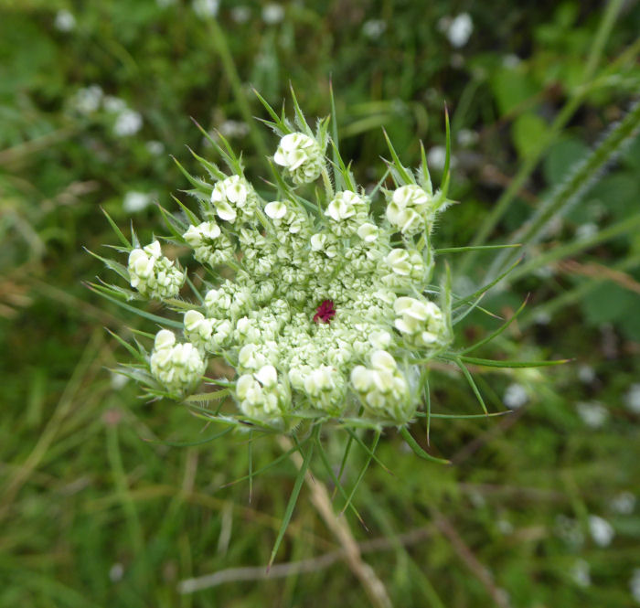 Red center in the Wild Carrot