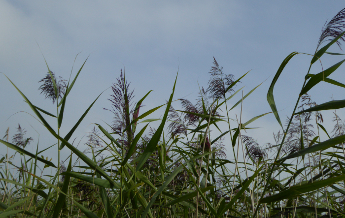 Reeds against a blue sky