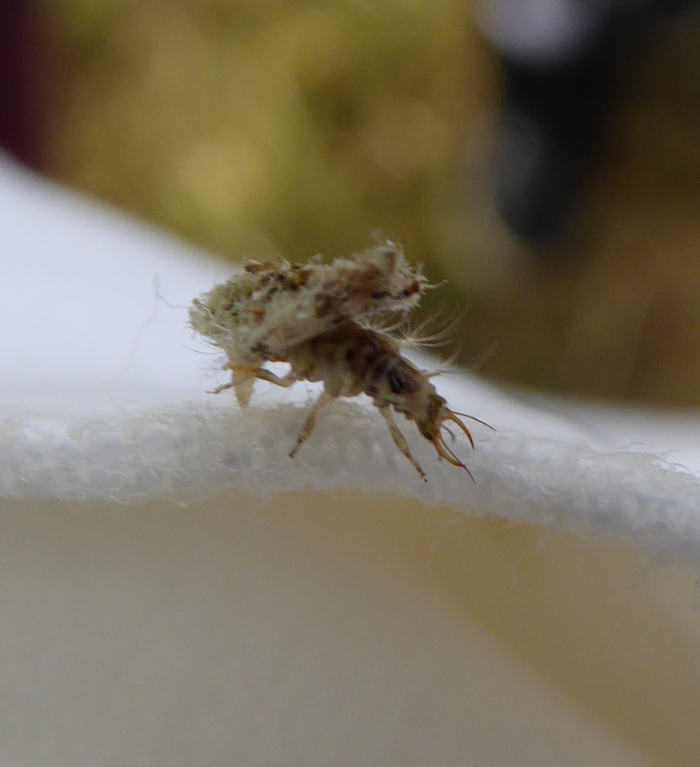 Tiny insect with 'fangs'.