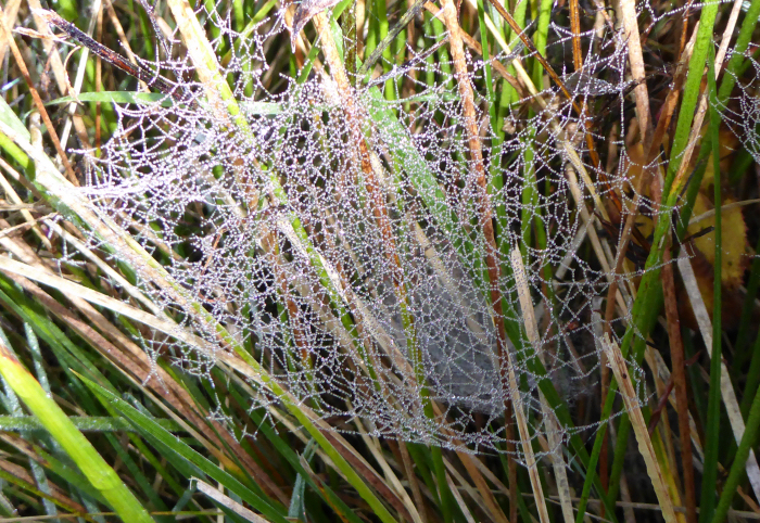 Intrciate web of a spider