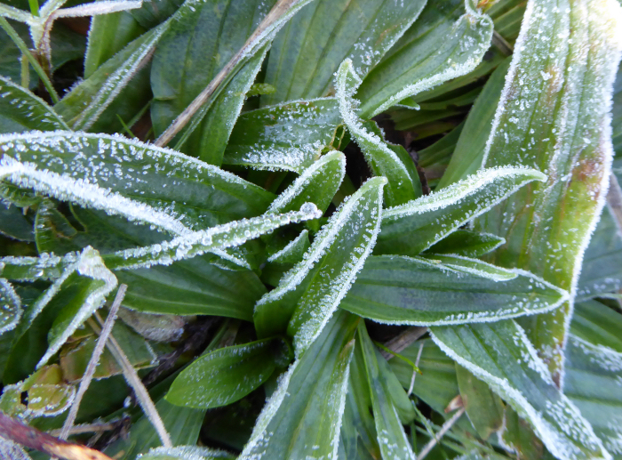 Frost on leaves