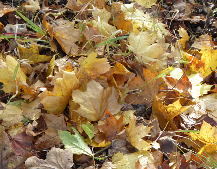 Coloured autumn leaves