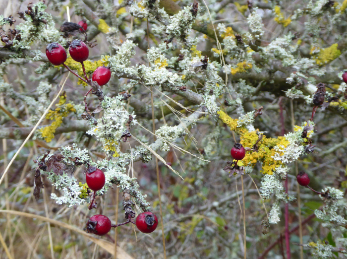 Hawthorn with berries and lichens