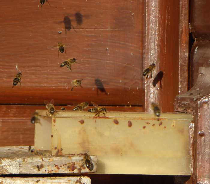 Bees flying outside the hive