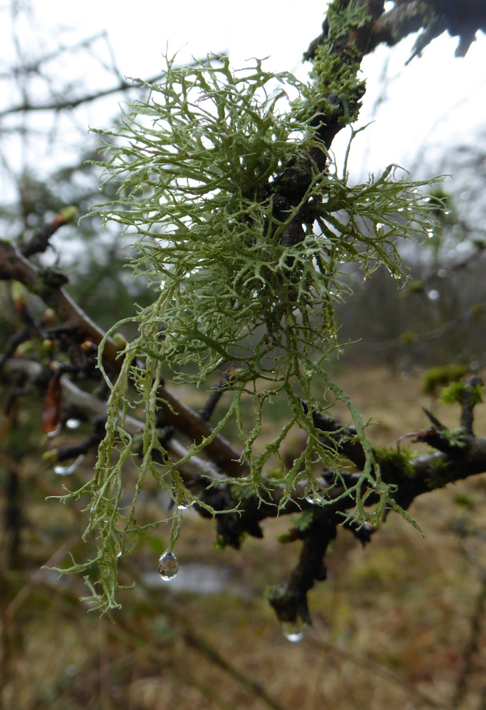Lichen with water droplets!