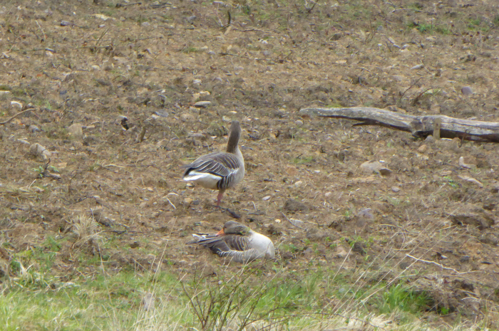 Greylag Geese  on duck field