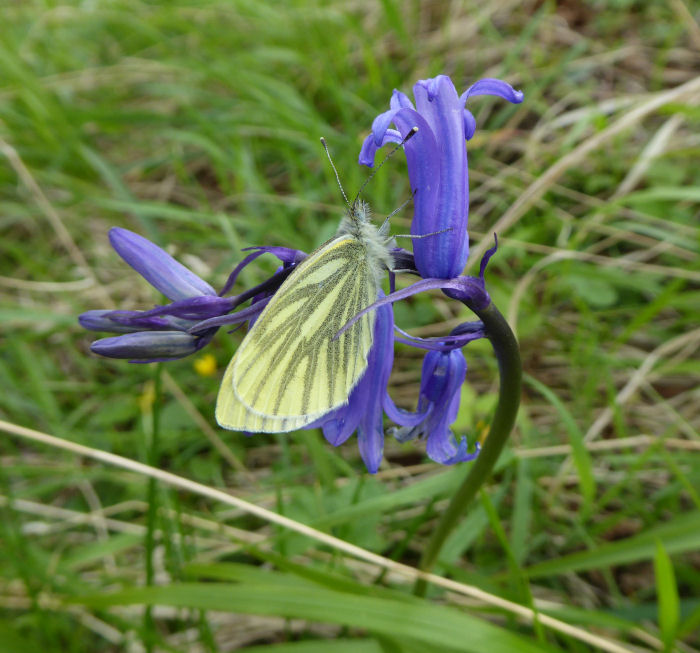 Green Veined White on a Bluebell