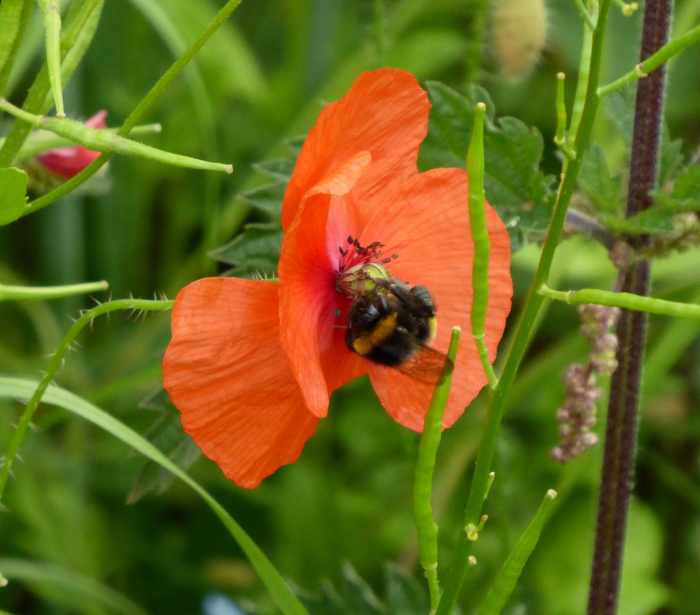 Bee in Red Poppy