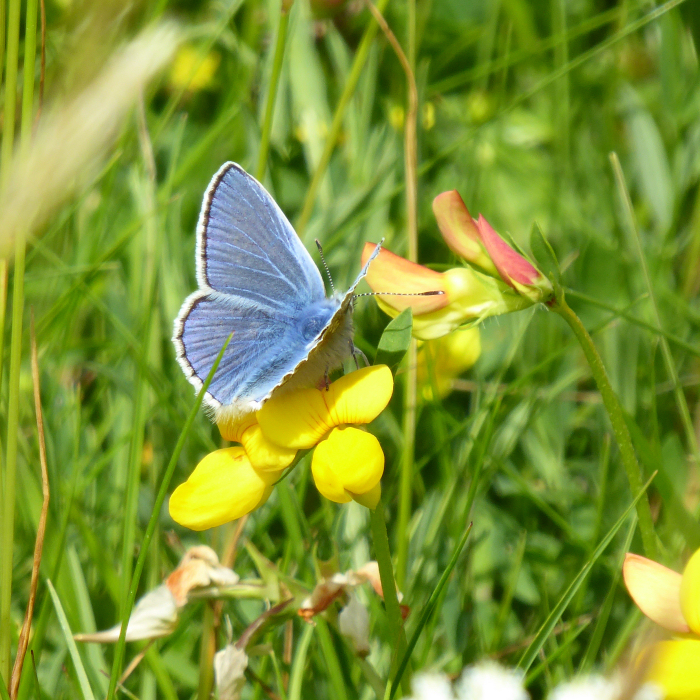 Common Blue Butterfly