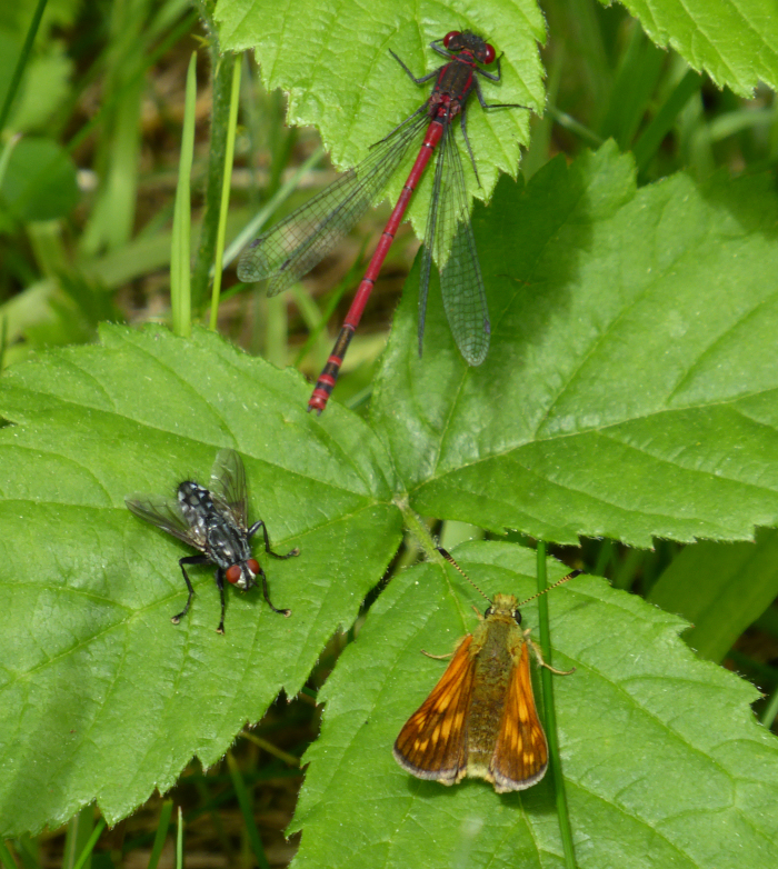 A damselfy, a skipper buttefly and a fly