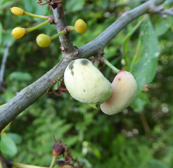 Blackthorn fruits