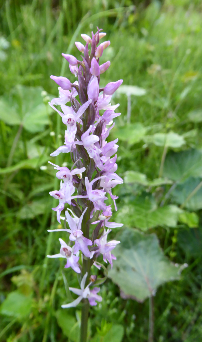 Common Spotted Orchid?