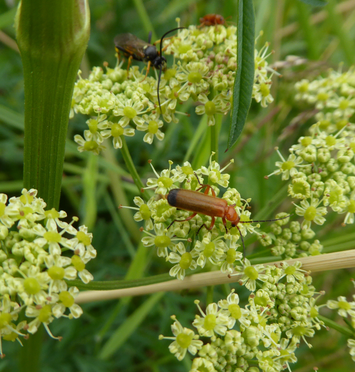 Soldier Beetles on Pepper Saxifrage