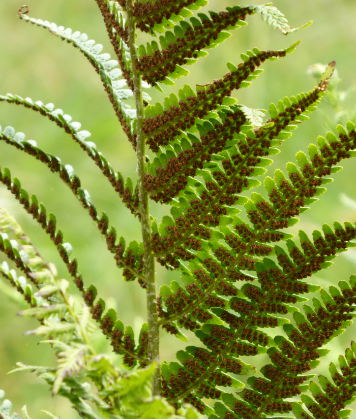Ripening spores on a fern frond