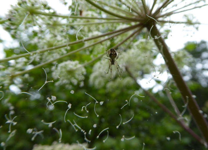 Spider under Angelica flower