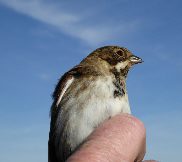 Male juvenile Reed Bunting