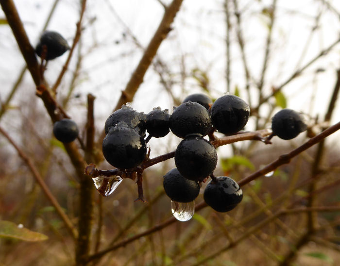 Privet berries with water droplets