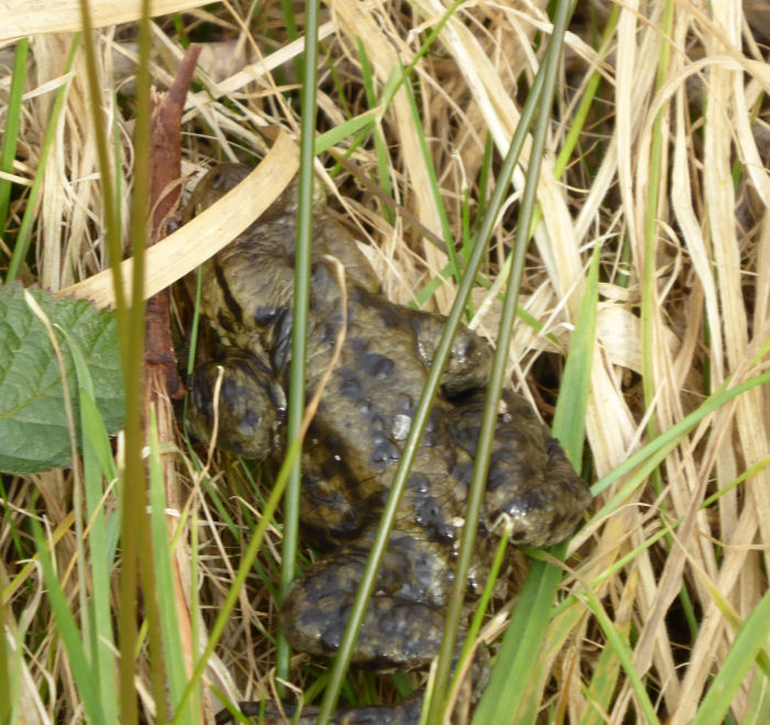 Hiding Common toad