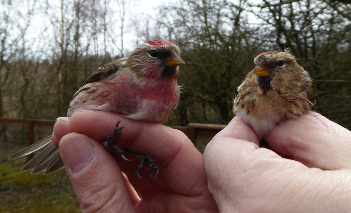 Male and female Lesser Redpoll