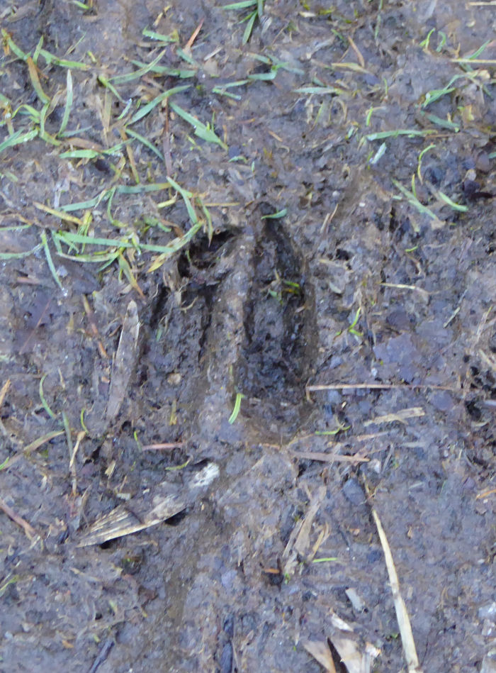 Roe Deer Footprints