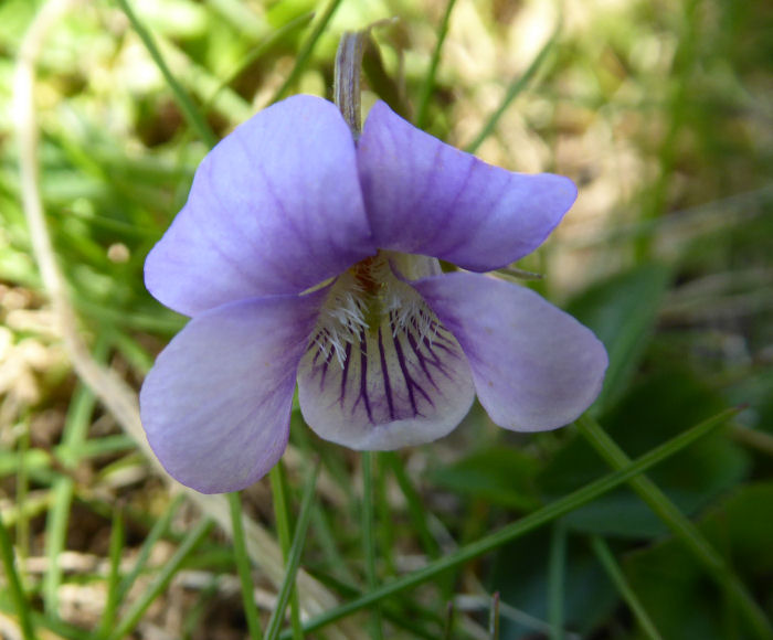 Probably Common Dog Violet