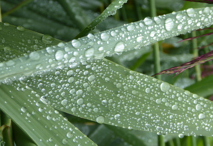 Water droplets on reeds