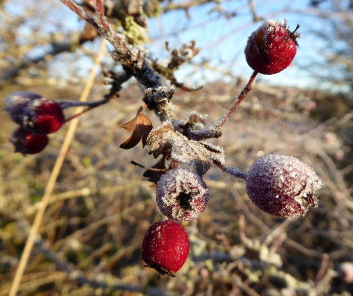 Frost melting on the berries