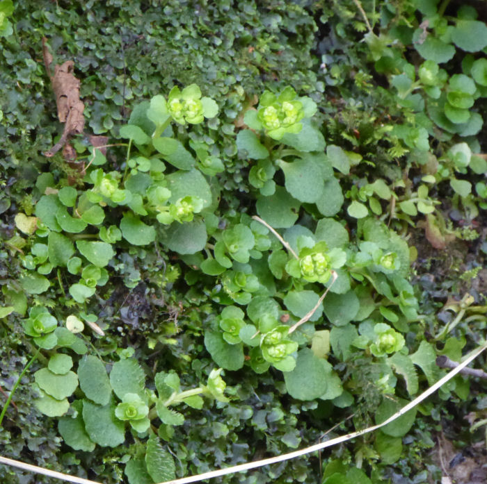 Opposite Leaved Golden Saxifrage