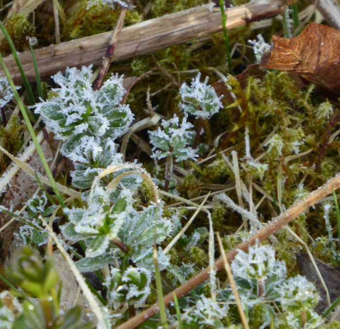 Frost covered vegetation